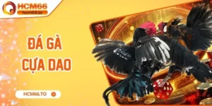 đá gà cựa dao