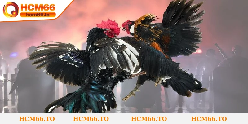 Cách dự đoán kết quả đá gà cựa dao