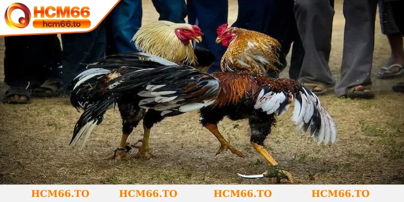 Đá gà cựa dao luôn giữ vị trí đặc biệt bởi sự pha trộn giữa kỹ thuật chiến kê