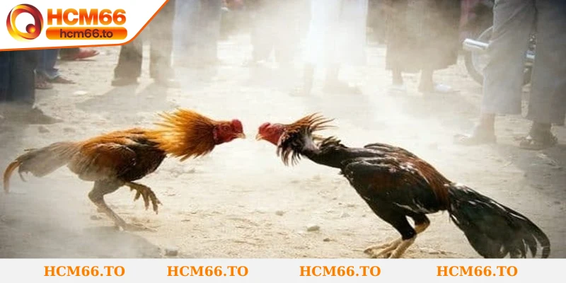 Đá gà đòn là một trong những hình thức giải trí lâu đời