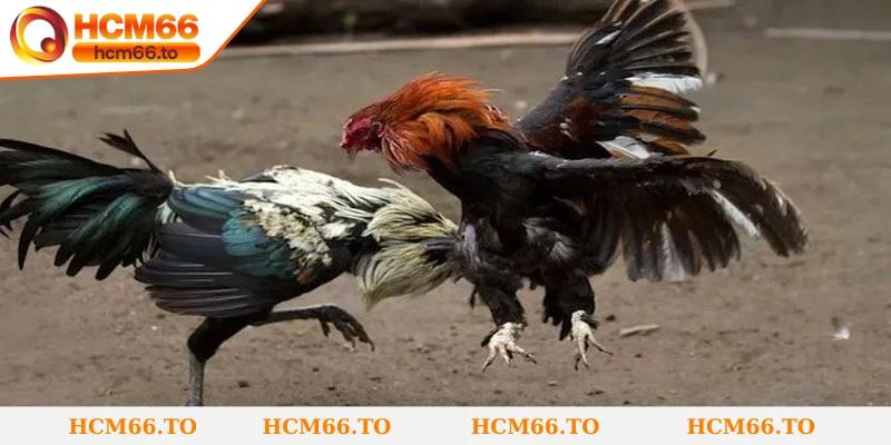 Kinh nghiệm giúp cược đá gà đòn thành công