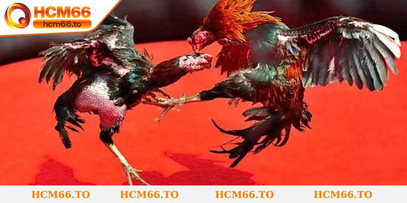 Luật chơi đá gà đòn hiểu rõ để chơi hiệu quả