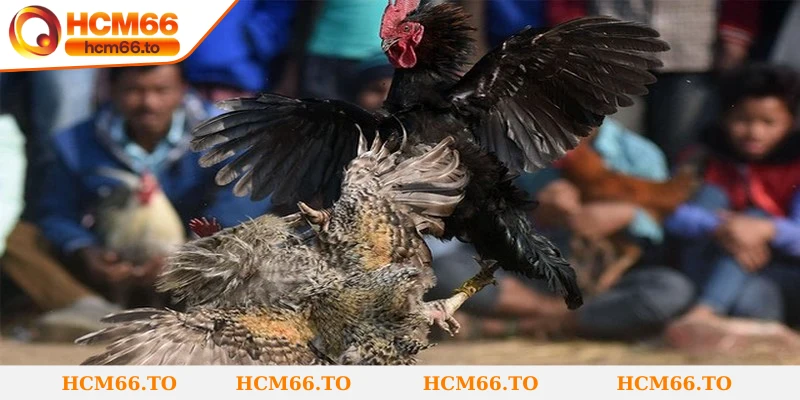 Anh em có thể lựa chọn nhiều hình thức cược khi chơi đá gà