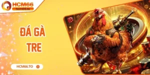 đá gà tre