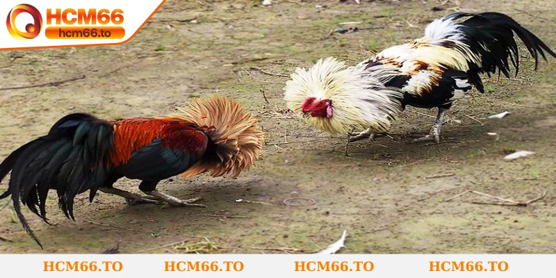 Đá Gà Tre - Bộ Môn Kết Hợp Tốc Độ, Tinh Thần Chiến Đấu 2 Việc hiểu rõ luật chơi đá gà tre giúp bạn tham gia bài bản và tự tin