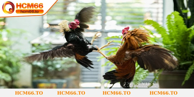 Đá Gà Tre - Bộ Môn Kết Hợp Tốc Độ, Tinh Thần Chiến Đấu 3 Những mẹo cược hiệu quả khi chơi đá gà tre