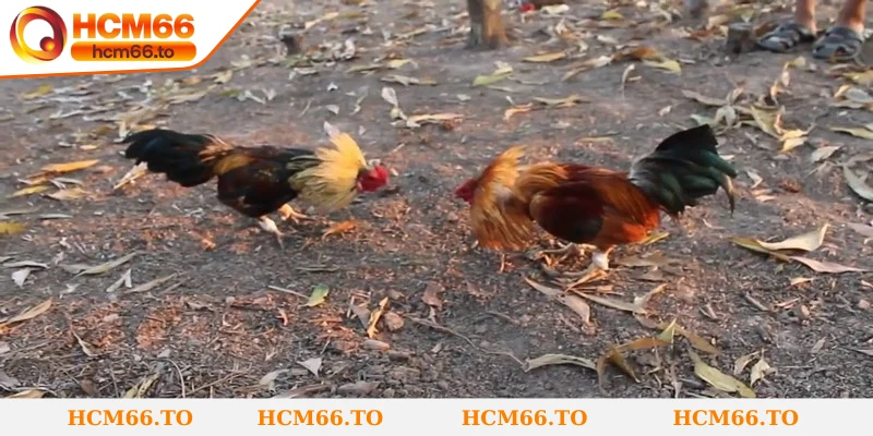 Đá Gà Tre - Bộ Môn Kết Hợp Tốc Độ, Tinh Thần Chiến Đấu 1 Đá gà tre tinh hoa của sự nhanh nhẹn và khéo léo