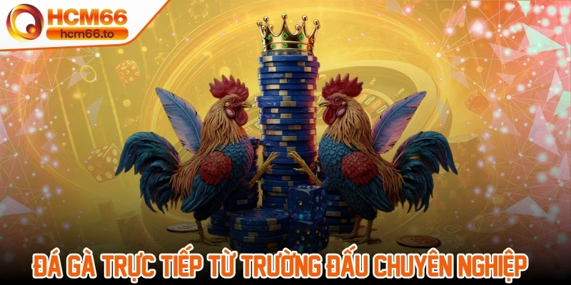 Trang chủ 16 Đá gà trực tiếp từ trường đấu chuyên nghiệp và đáng tin cậy